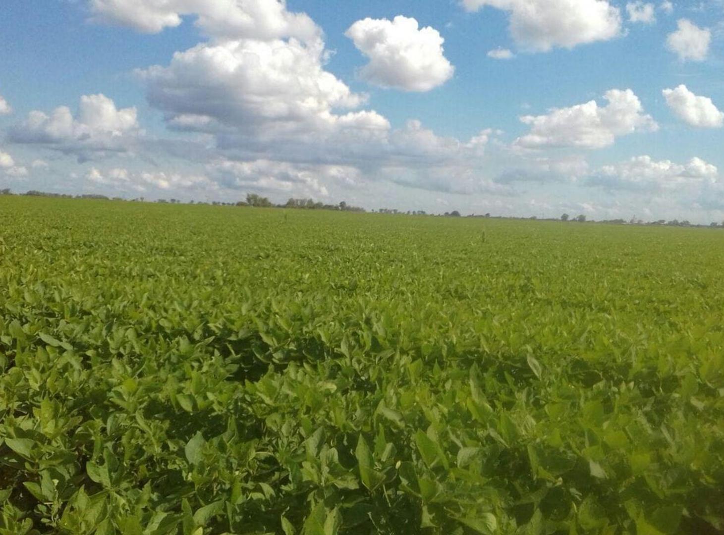 Foto de VENTA EXCELENTE CAMPO AGRICOLA, RUTA 11, MARC. ESC, imagen 1