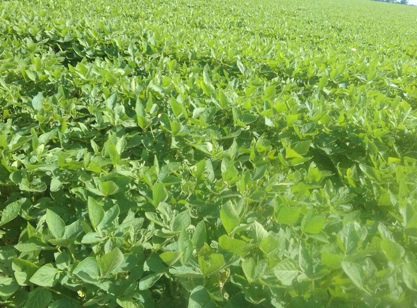 Foto de VENTA EXCELENTE CAMPO AGRICOLA, RUTA 11, MARC. ESC, imagen 2