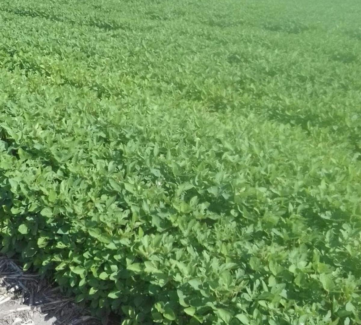 Foto de VENTA EXCELENTE CAMPO AGRICOLA, RUTA 11, MARC. ESC, imagen 5