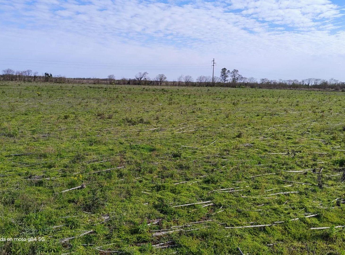 Foto de VENTA 55 HAS CAMPO AGRICOLA SAN MARIANO, imagen 4