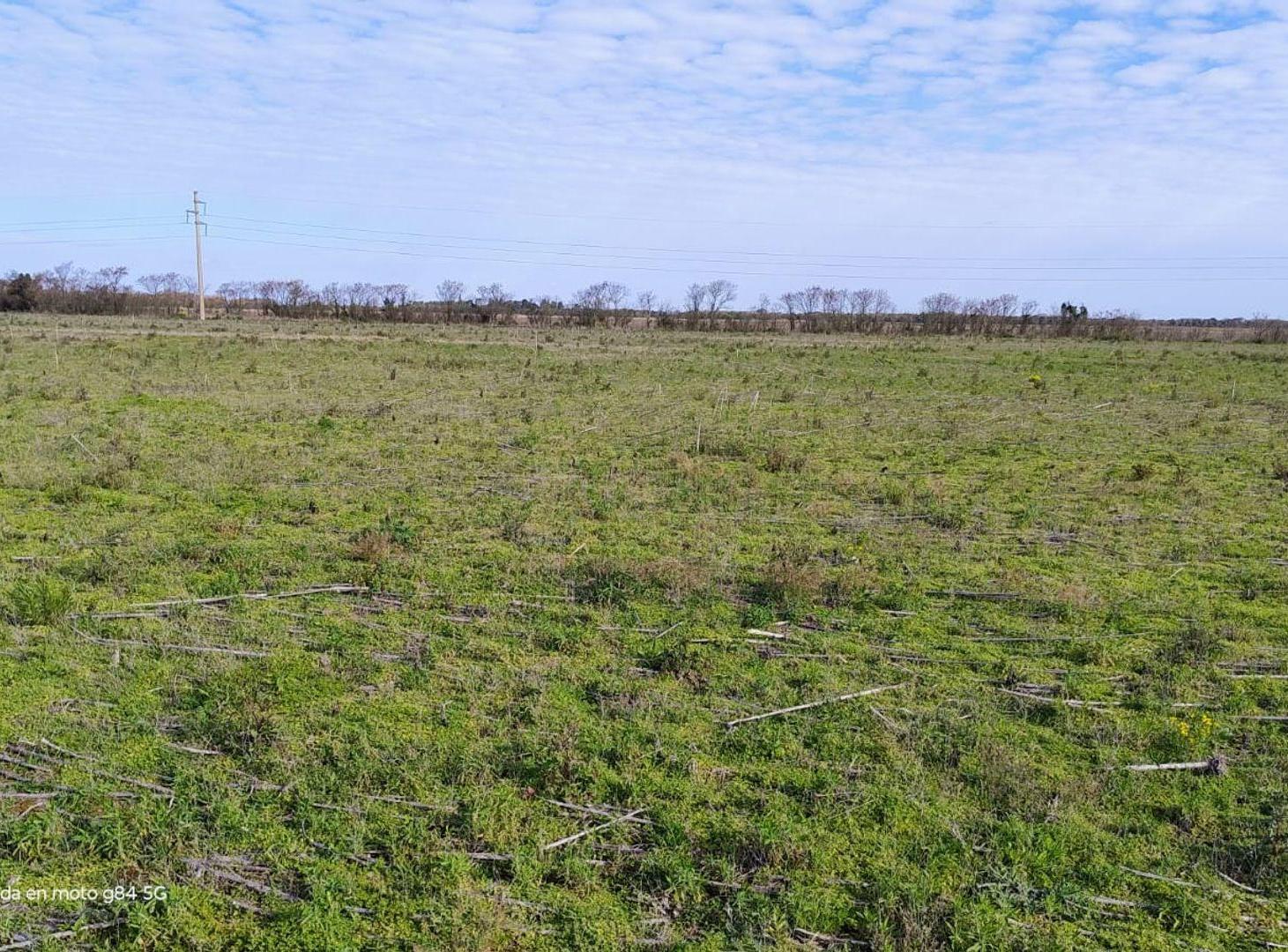 Foto de VENTA 55 HAS CAMPO AGRICOLA SAN MARIANO, imagen 5