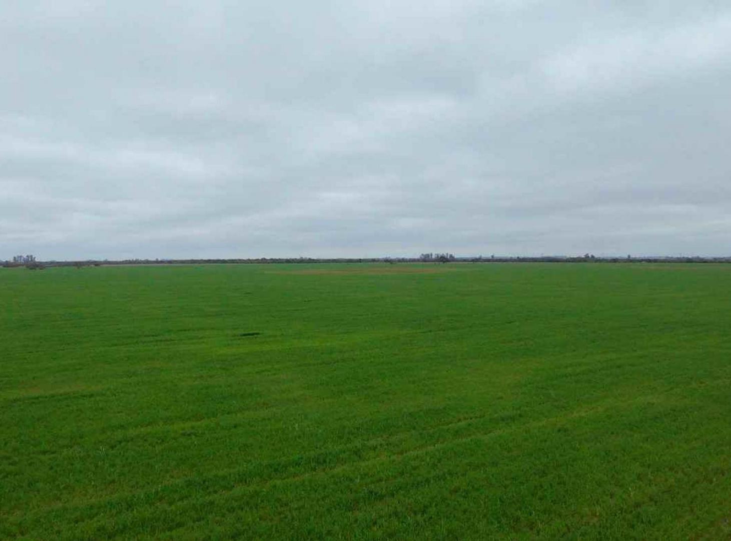 Foto de VENTA CAMPO 323 has mixtas entre Nelson y Llambi, imagen 2