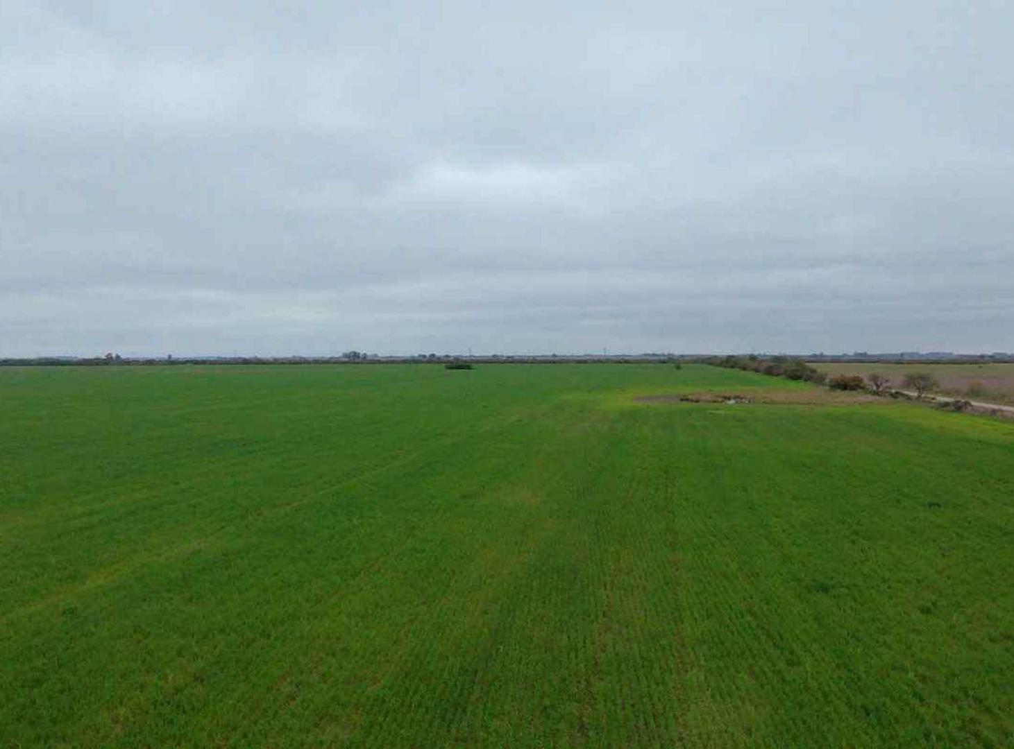 Foto de VENTA CAMPO 323 has mixtas entre Nelson y Llambi, imagen 5