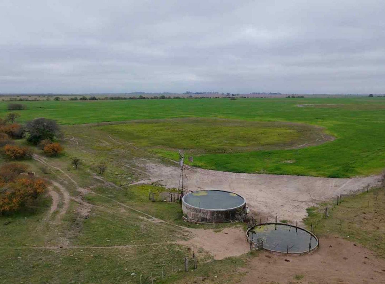 Foto de VENTA CAMPO 323 has mixtas entre Nelson y Llambi, imagen 1