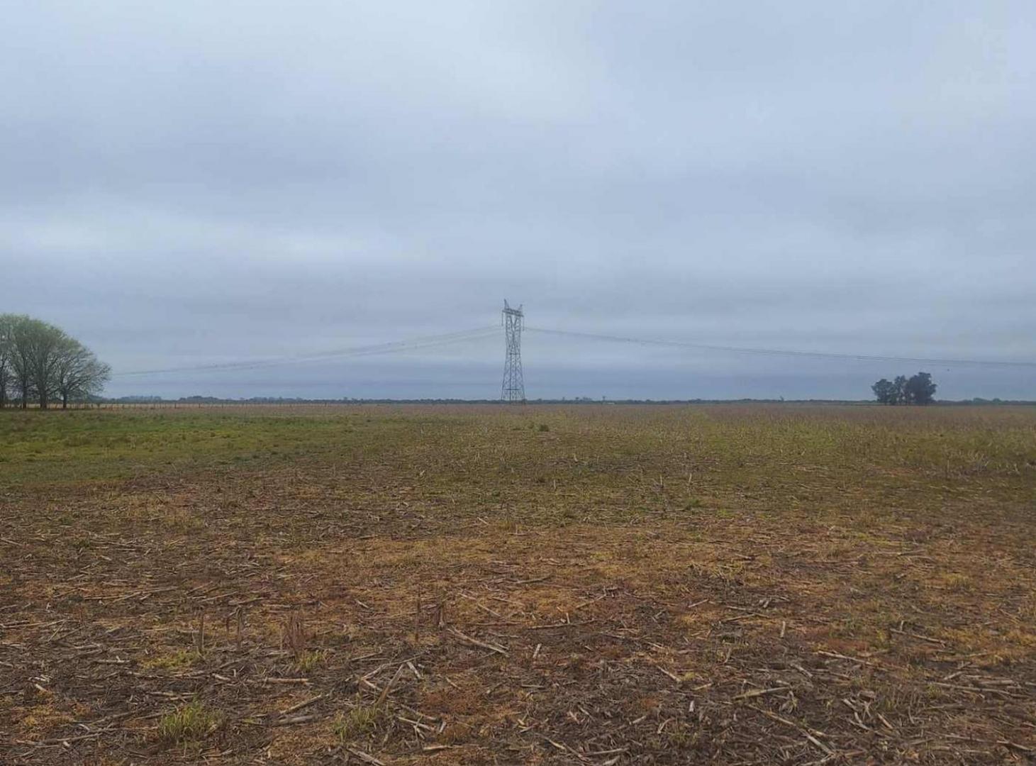 Foto de VENTA CAMPO 323 has mixtas entre Nelson y Llambi, imagen 3