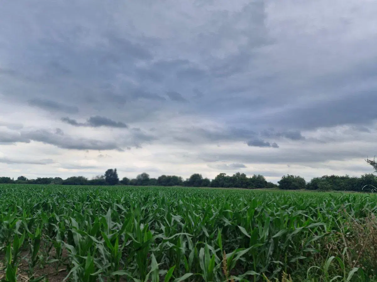 VENTA 16 HECTAREAS AGRICOLAS COLONIA CAROYA CBA 2