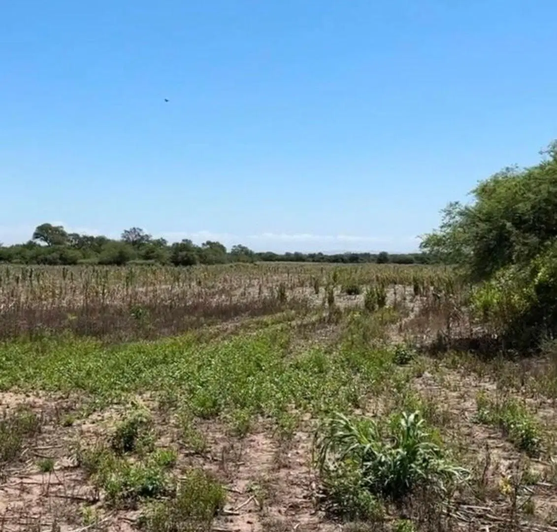 VENTA CAMPO 13 HECTAREAS ZONA VILLA ESQUIU 3