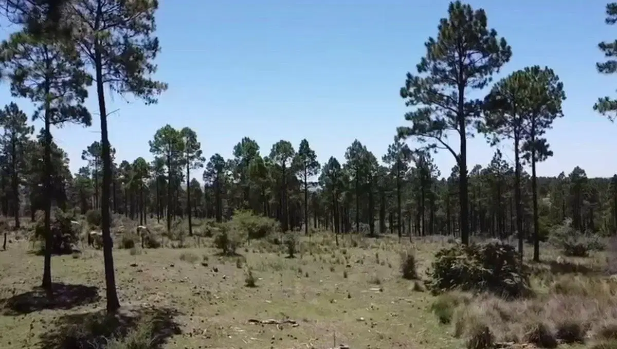 Venta Lote de 1 Hectárea, Villa Berna Calamuchita 3
