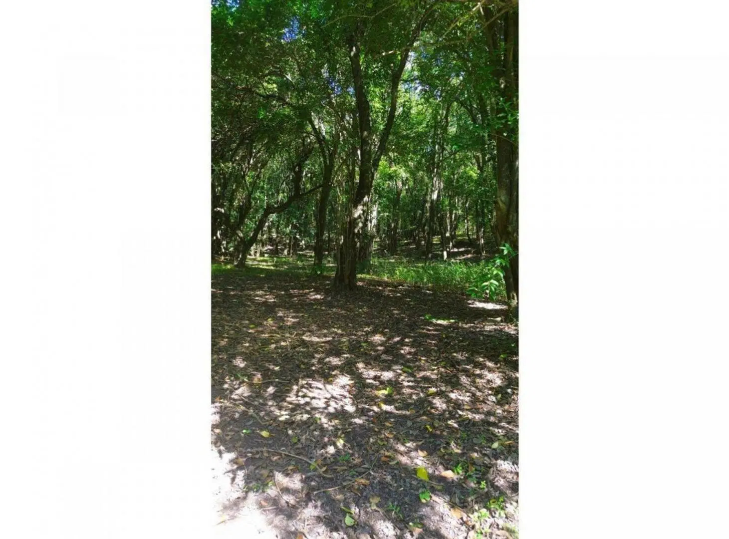 VENTA CAMPO 9.8 HECTAREAS RUTA E53 SALSIPUEDES 4