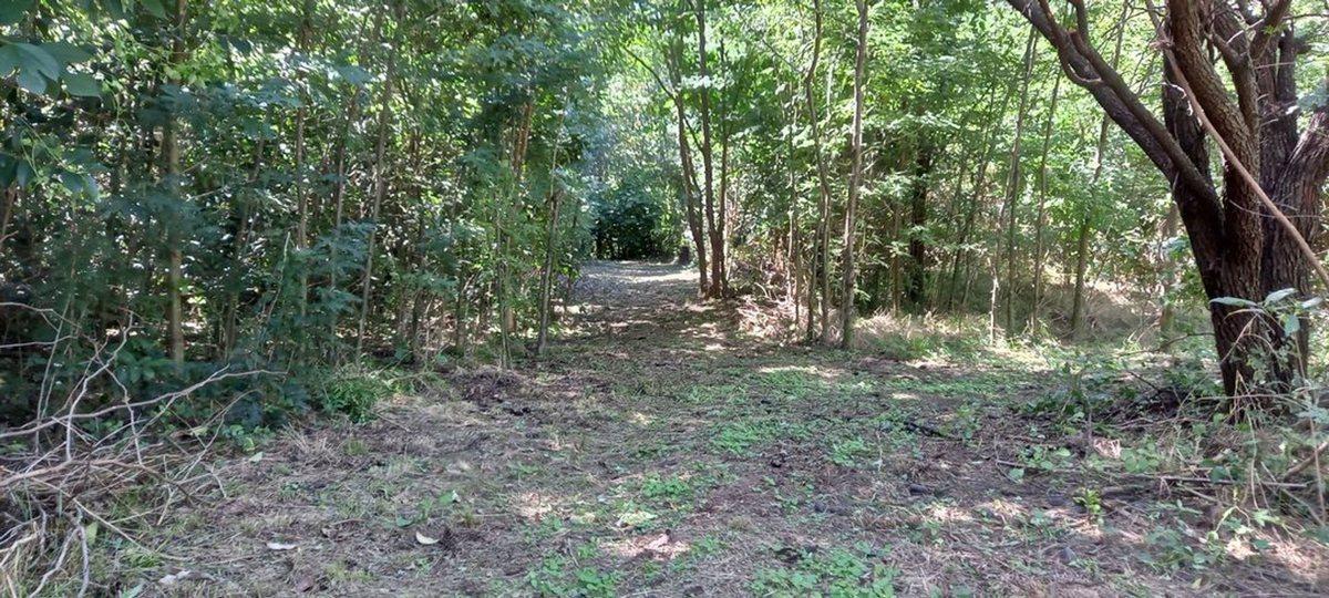 Foto de Terreno 5.000 m² para cabañas o casa de descanso, imagen 3