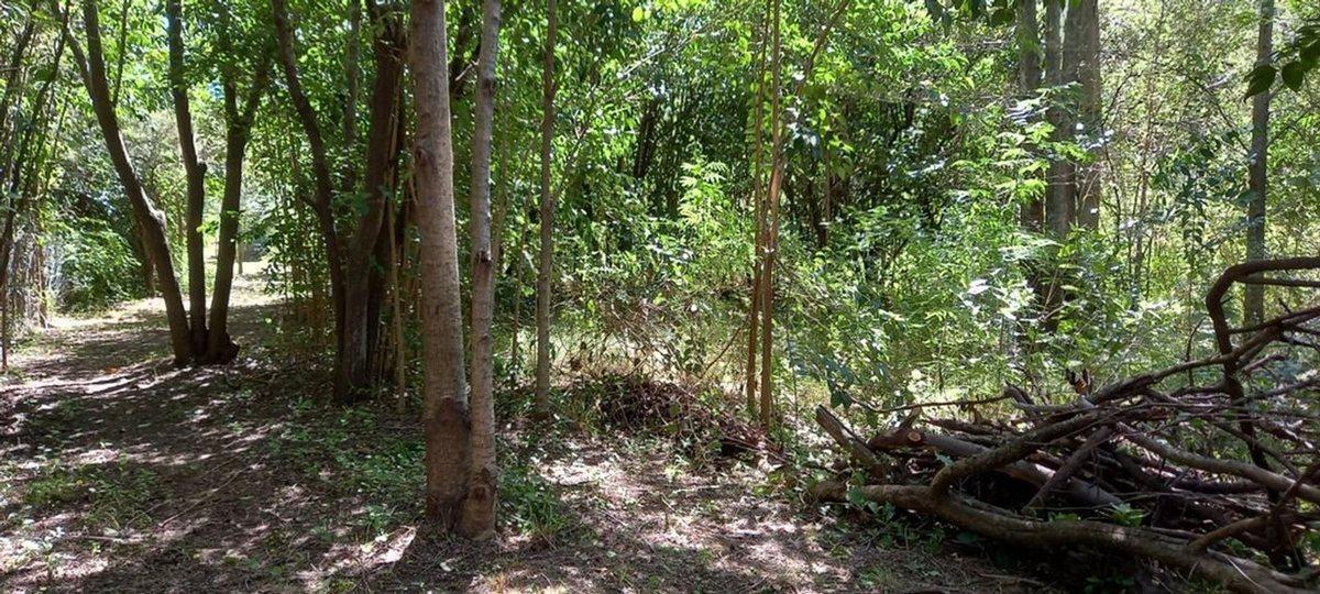 Foto de Terreno 5.000 m² para cabañas o casa de descanso, imagen 5