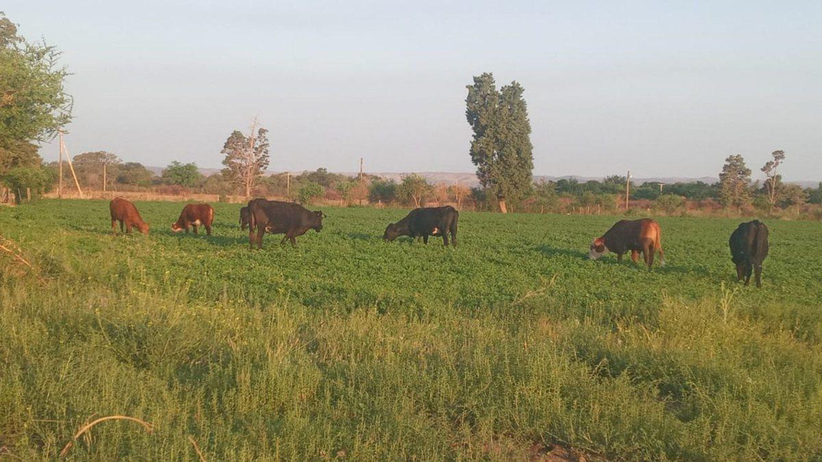 VENTA DE CAMPO 78 HAS EN VILLA DEL SOTO CORDOBA