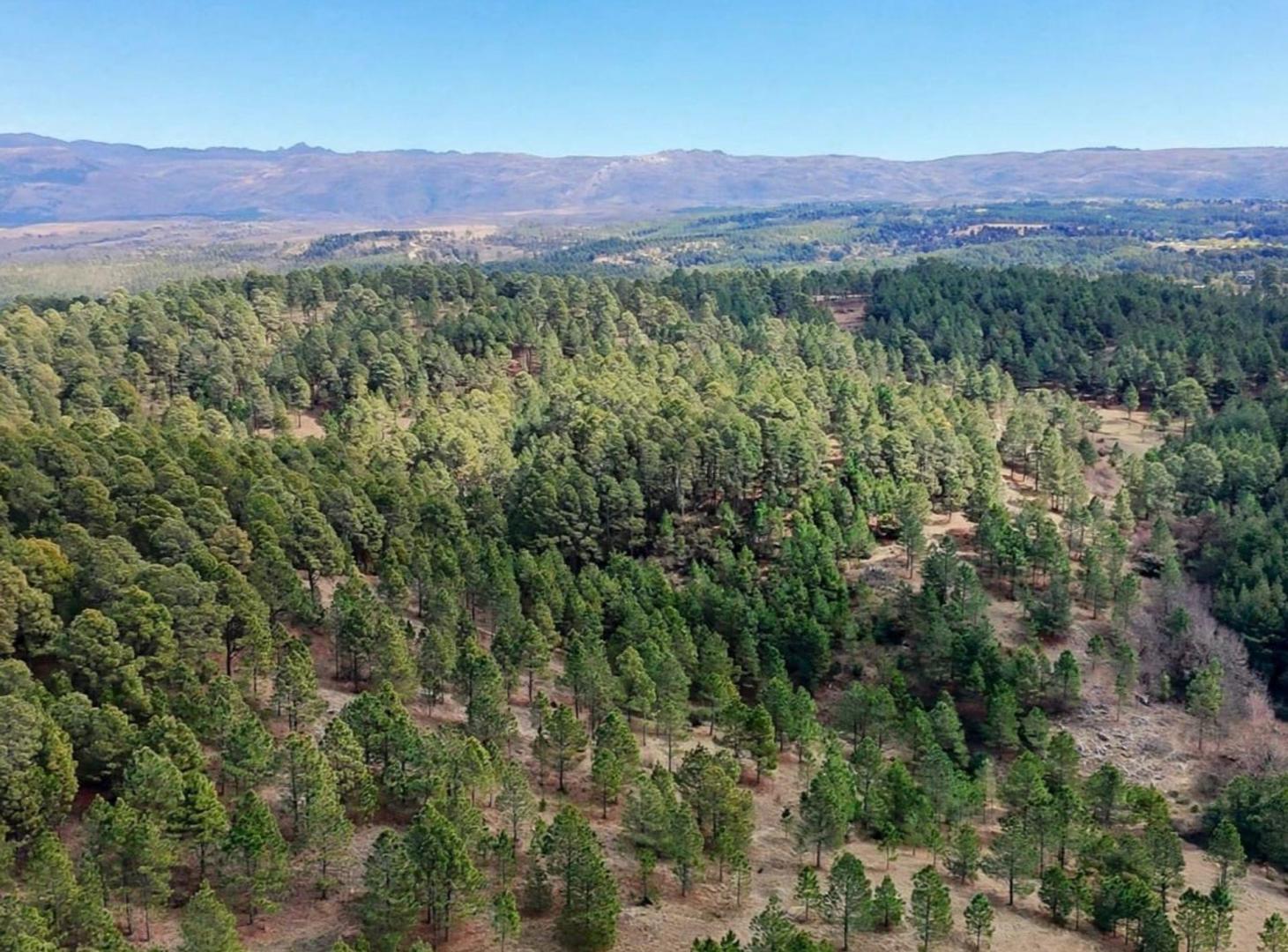 Foto de VENTA 3 HECTÁREAS EN INTIYACO – CÓRDOBA, imagen 4