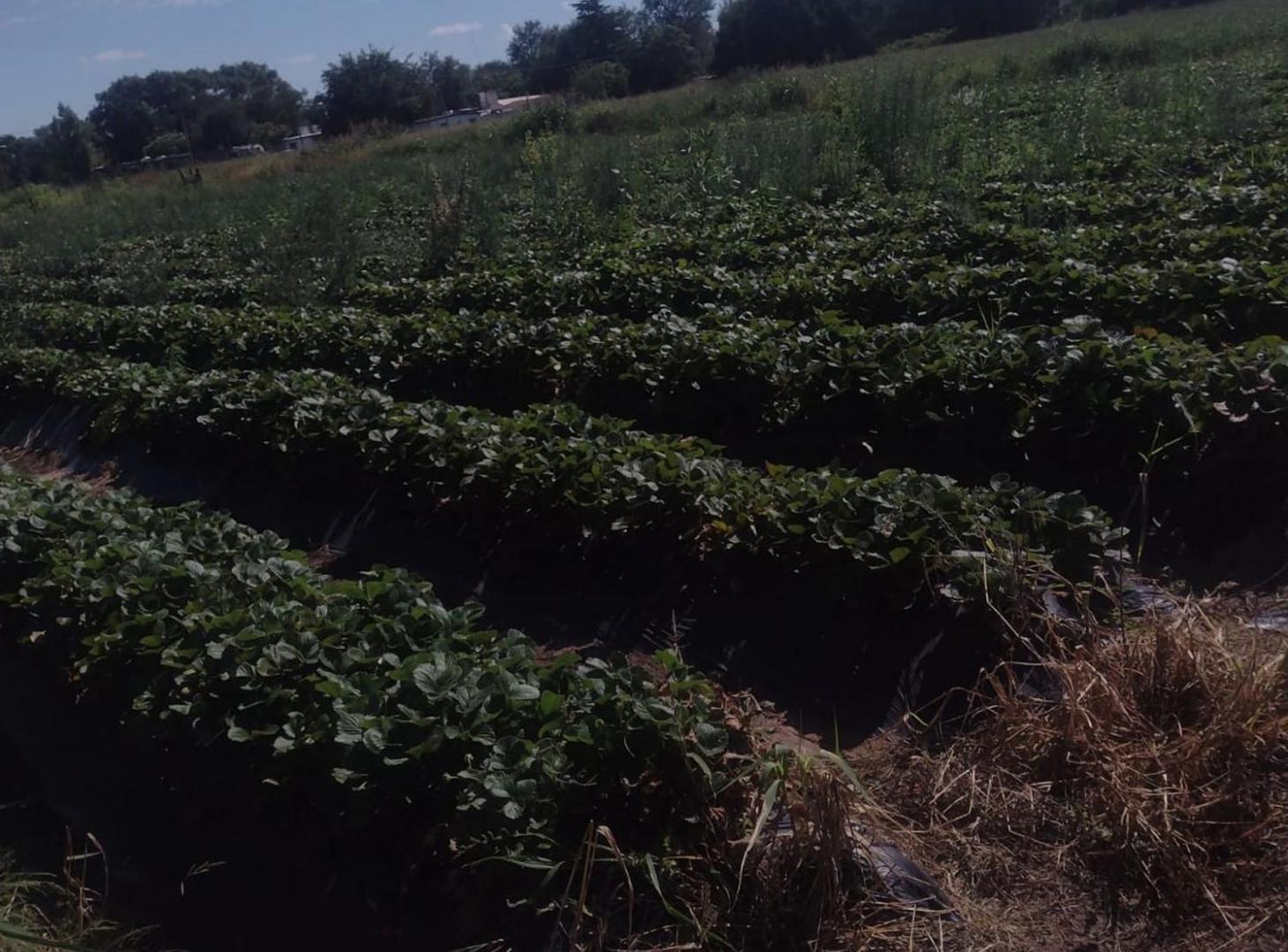 Foto de VENTA CAMPO AGRICOLA CAMINO 60 CUADRAS, CORDOBA, imagen 2