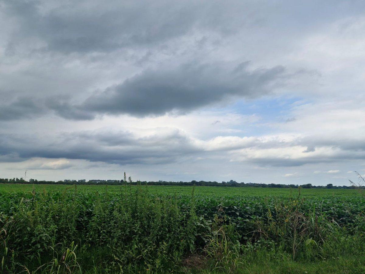 Foto de VENTA 16 HECTAREAS AGRICOLAS COLONIA CAROYA CBA, imagen 5