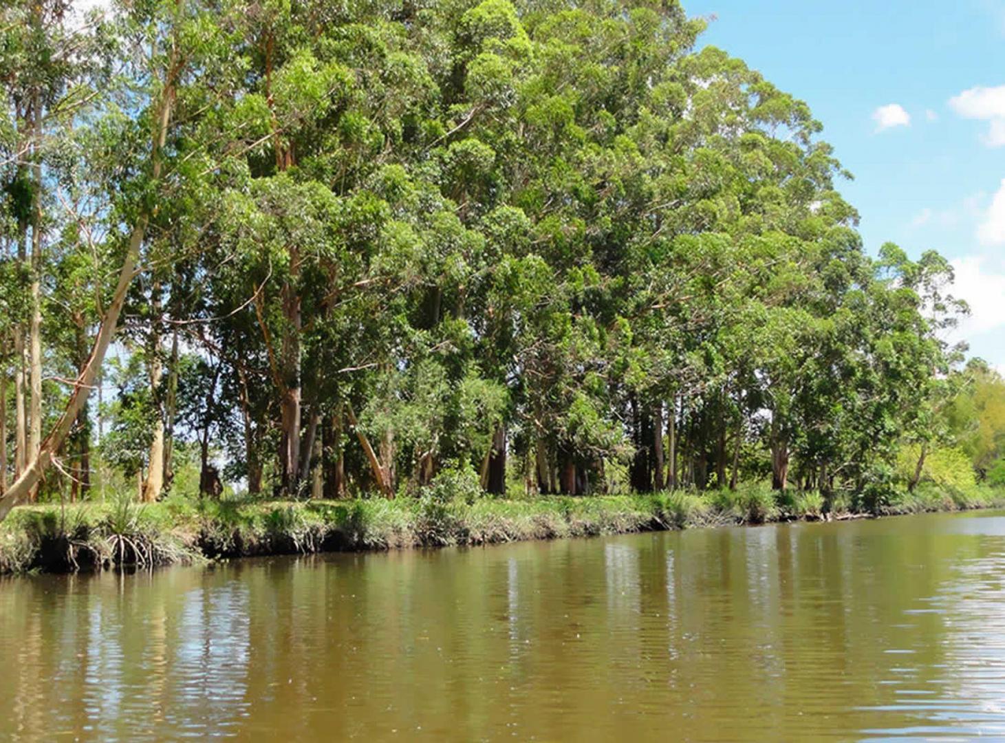 Foto de VENTA LOTE EN BAHÍAS DEL PARANÁ -AL CANAL INFERIOR, imagen 3