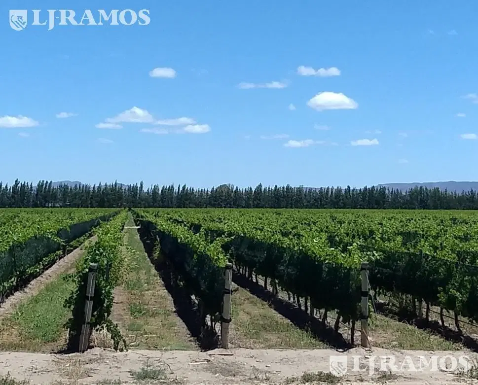 Finca 80 ha con viñedos. San Rafael, Mendoza 3