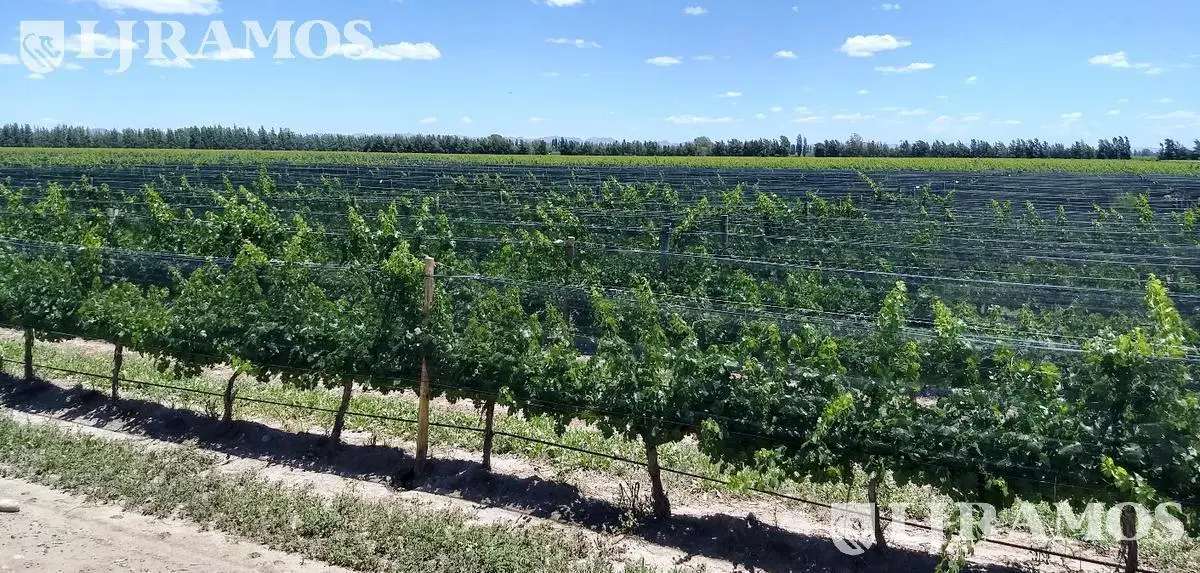 Finca 80 ha con viñedos. San Rafael, Mendoza 5