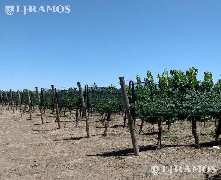 Finca 80 ha con viñedos. San Rafael, Mendoza 2