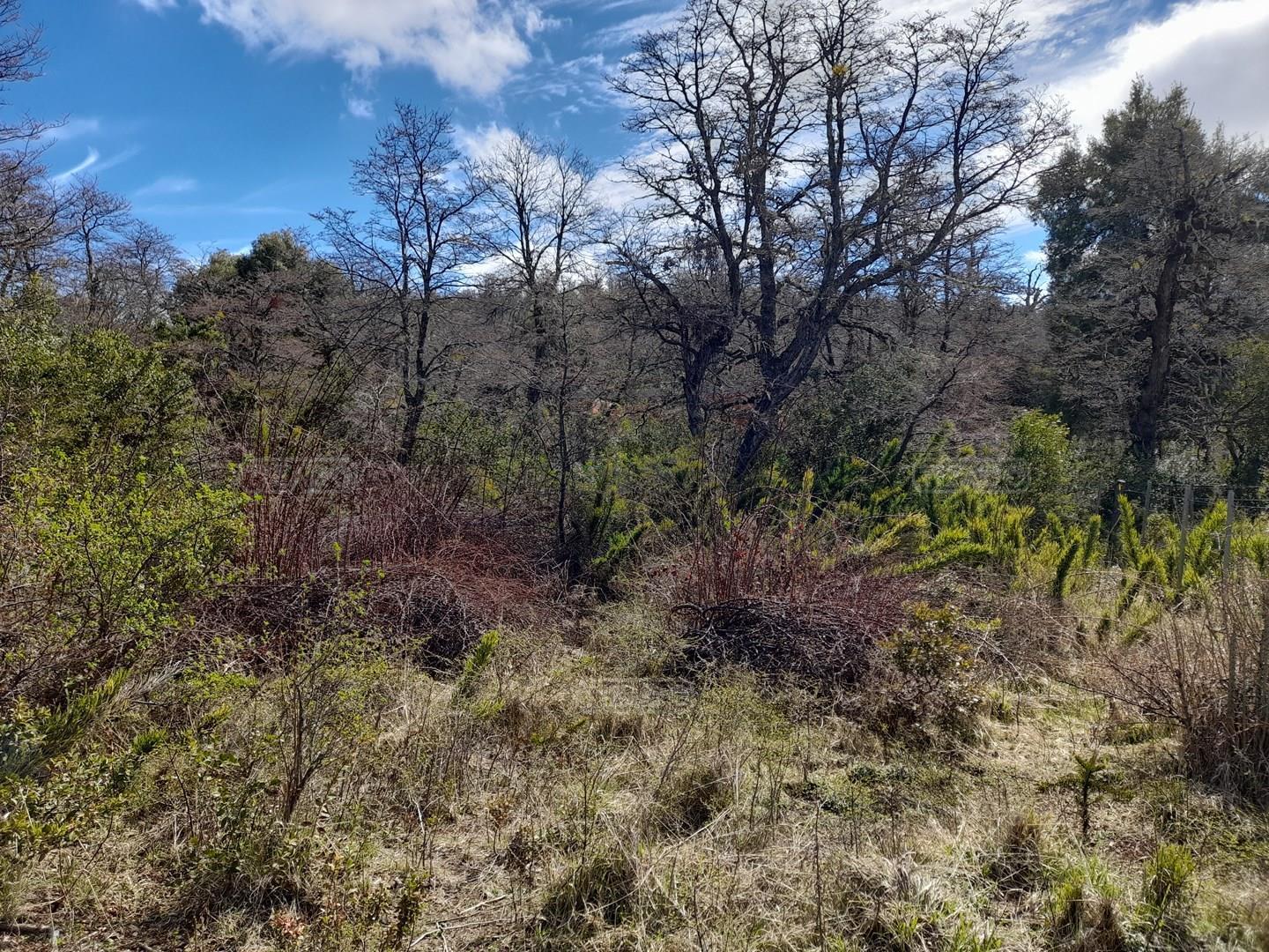 Foto de Terreno Lote en Venta en Kaleuche, San Martin de los Andes, Patagonia, imagen 2