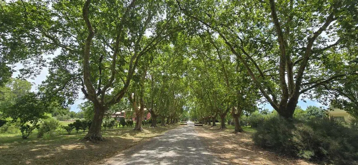Lote de 1600 m² en sector consolidado LOS SILOS 5