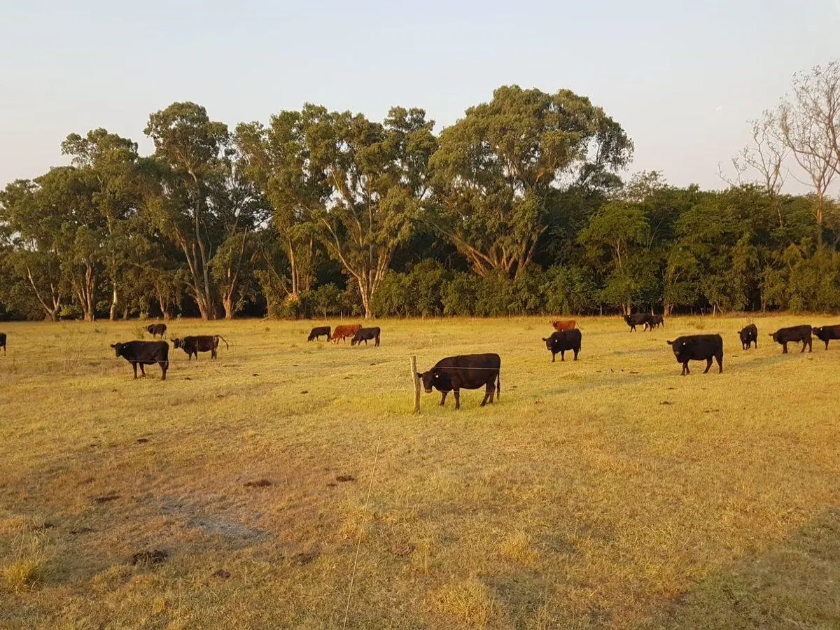 CHACRA DE 1 HECTAREA EN VENTA EN CAÑUELAS 3