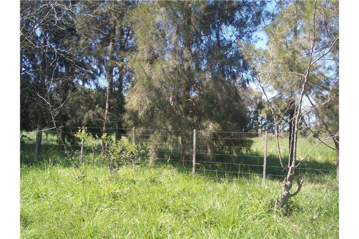 Foto de LOTEO CAMINO PANELO - VENTA DE TERRENO EN CAÑUELAS, imagen 5