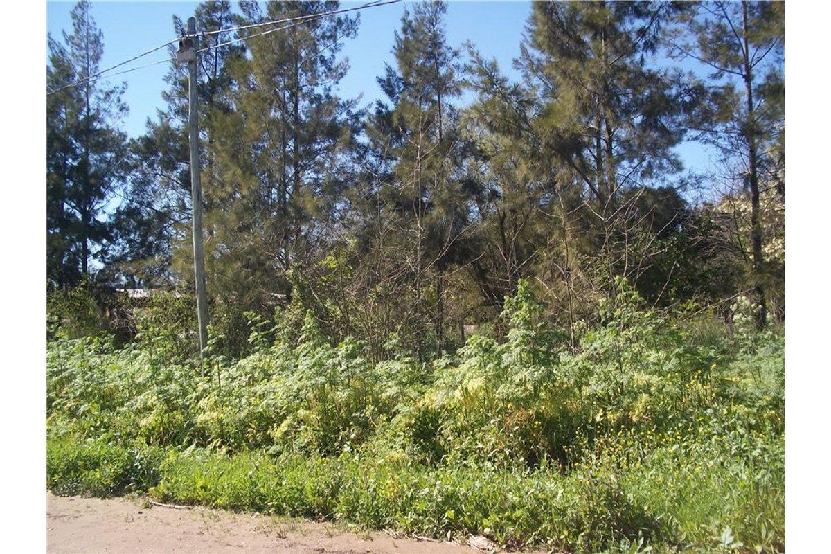Foto de LOTEO CAMINO PANELO - VENTA DE TERRENO EN CAÑUELAS, imagen 2