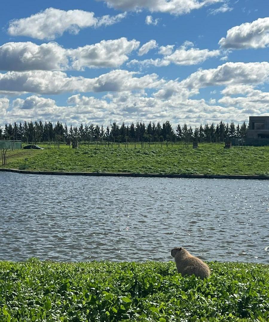 Foto de Terreno en venta al Agua en SIlvestre, Nordelta., imagen 2