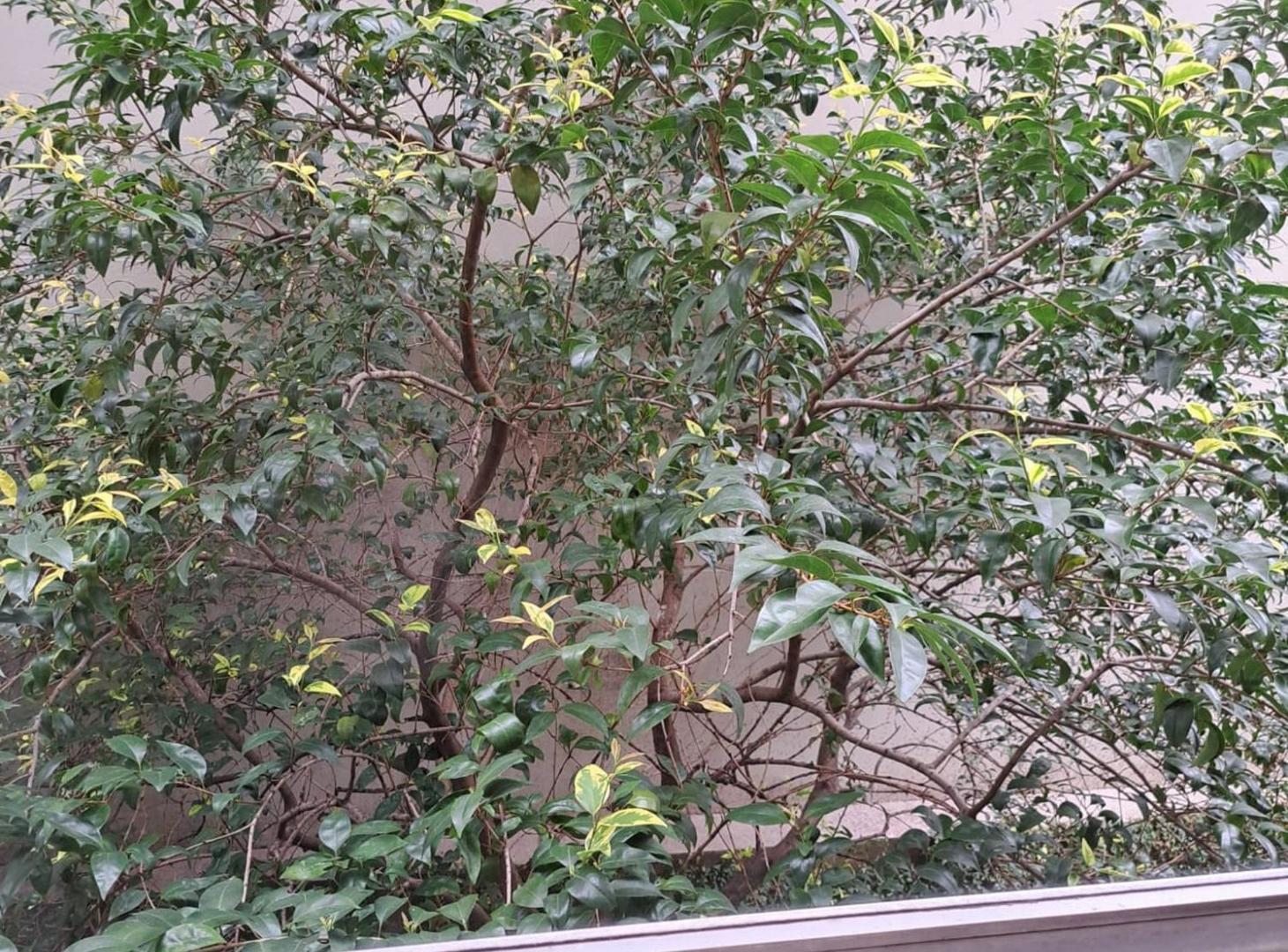 Foto de Alquiler Departamento 2 ambientes - Barrio Norte, imagen 2