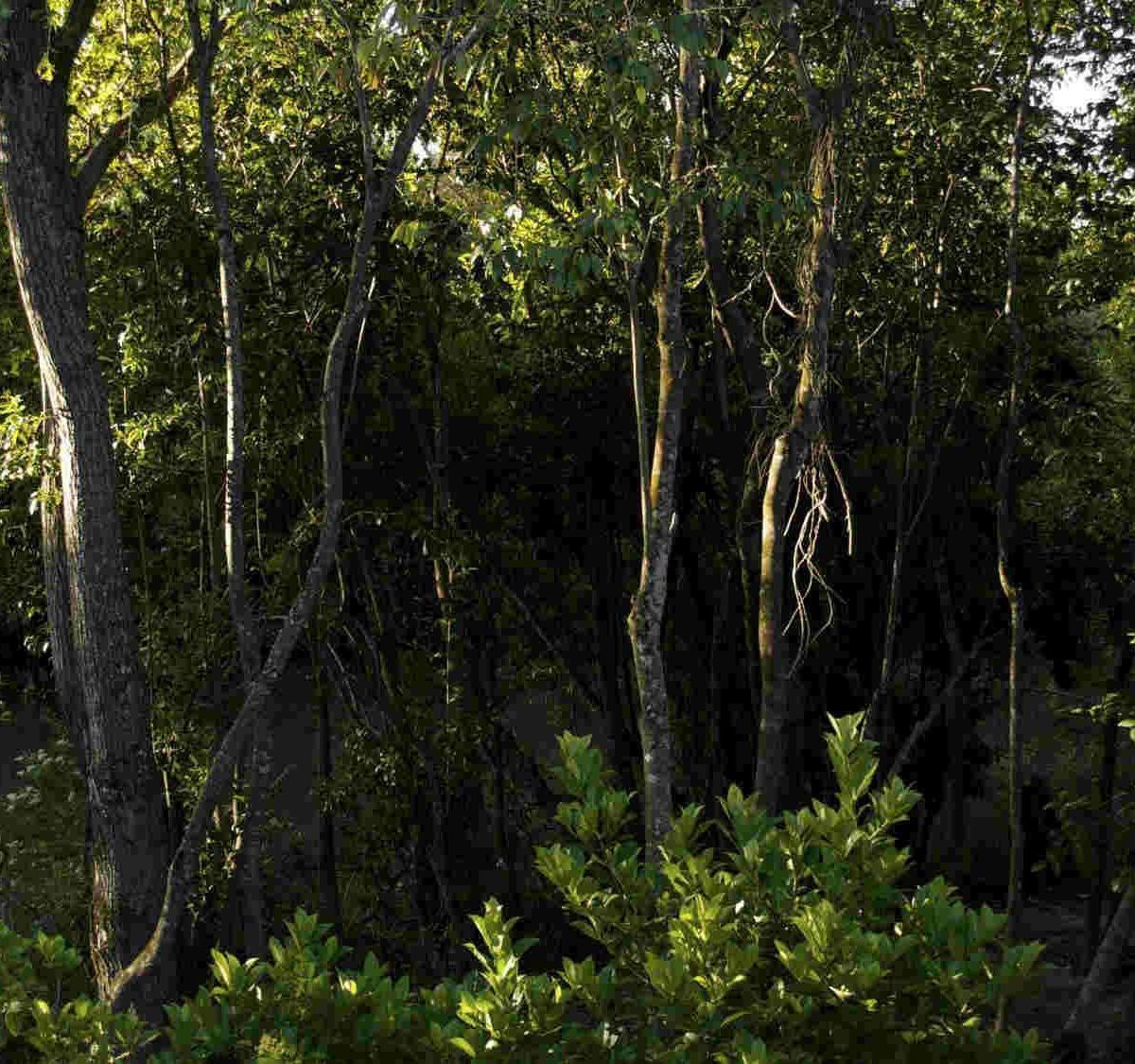 Chacras de una hectárea en un secreto lugar del Tigre