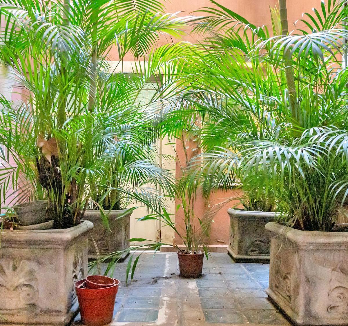 Espectacular Pb con 3 Dorm. y Jardín de 300 m² Recoleta 5
