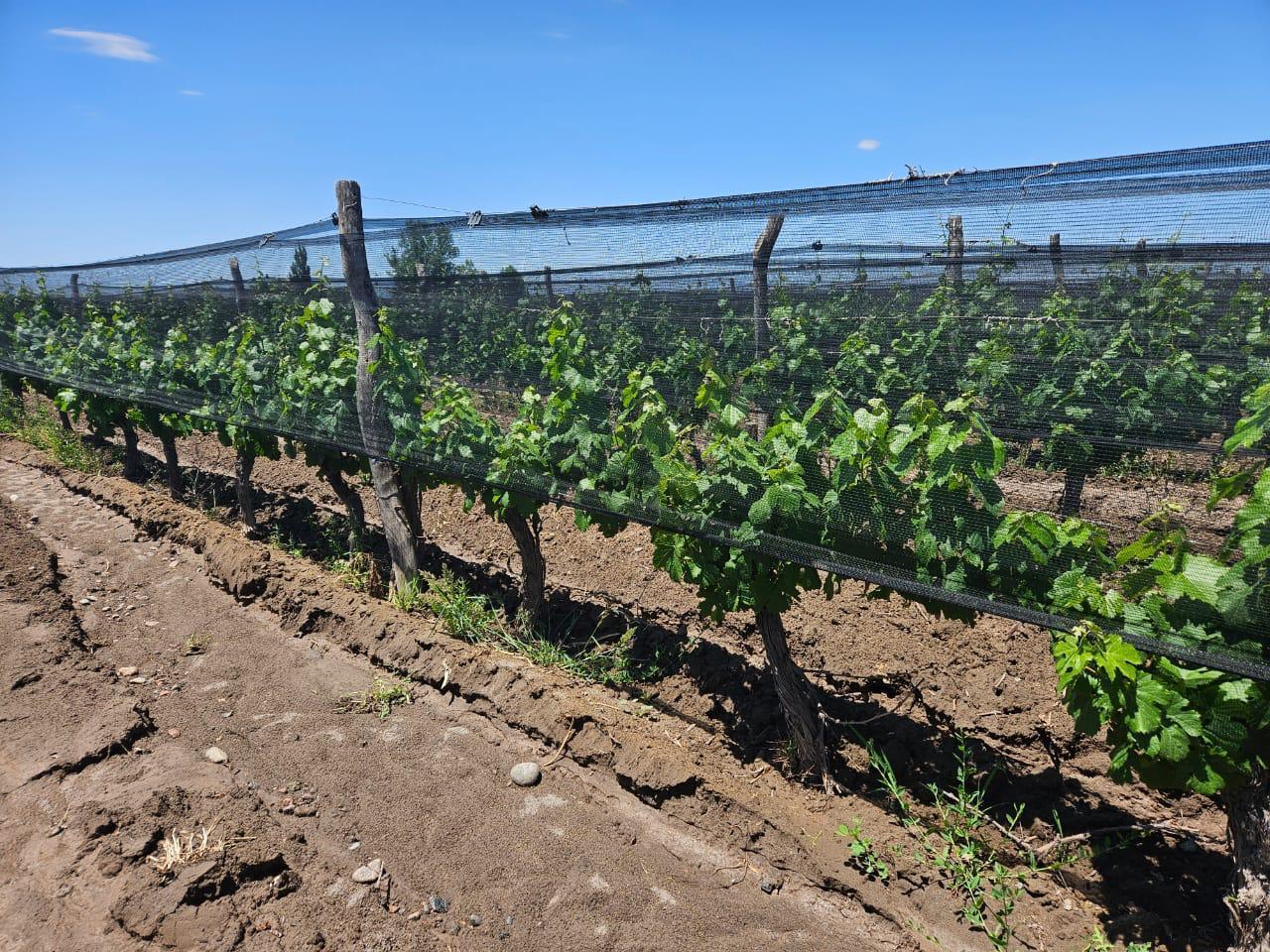 Foto de Finca en San Carlos, imagen 4