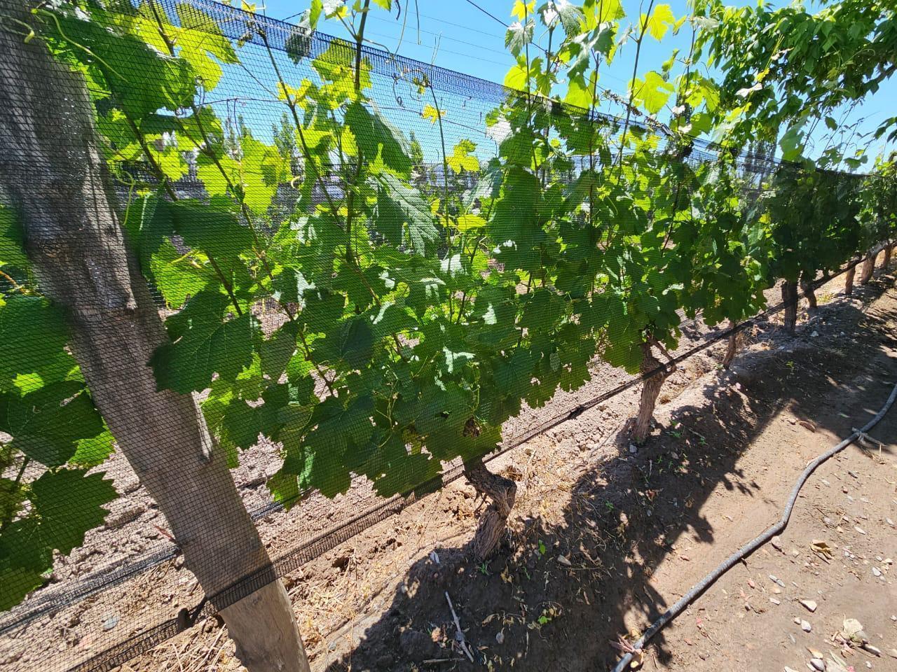 Foto de Finca en San Carlos, imagen 1