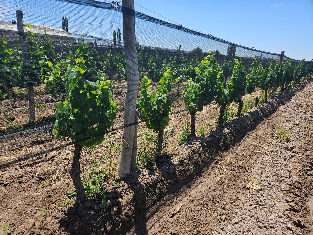 Foto de Finca en San Carlos, imagen 3