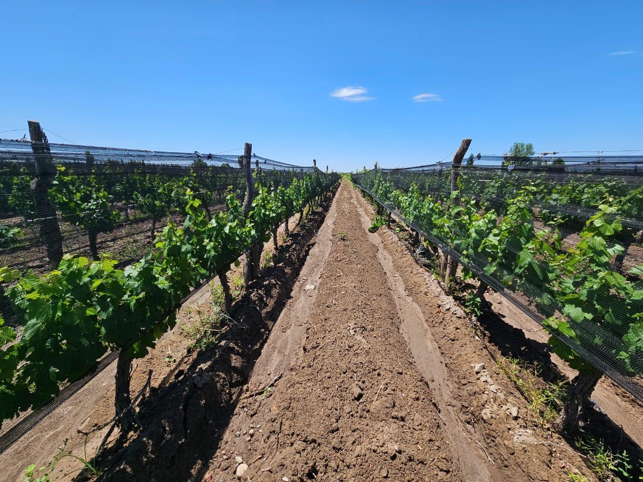 Foto de Finca en San Carlos, imagen 5