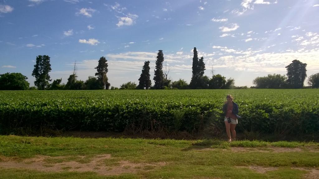 Campo 170 Has, Suelo 1, Fighiera, a 30 Km de Rosario. Zona Núcleo. Venta. 2
