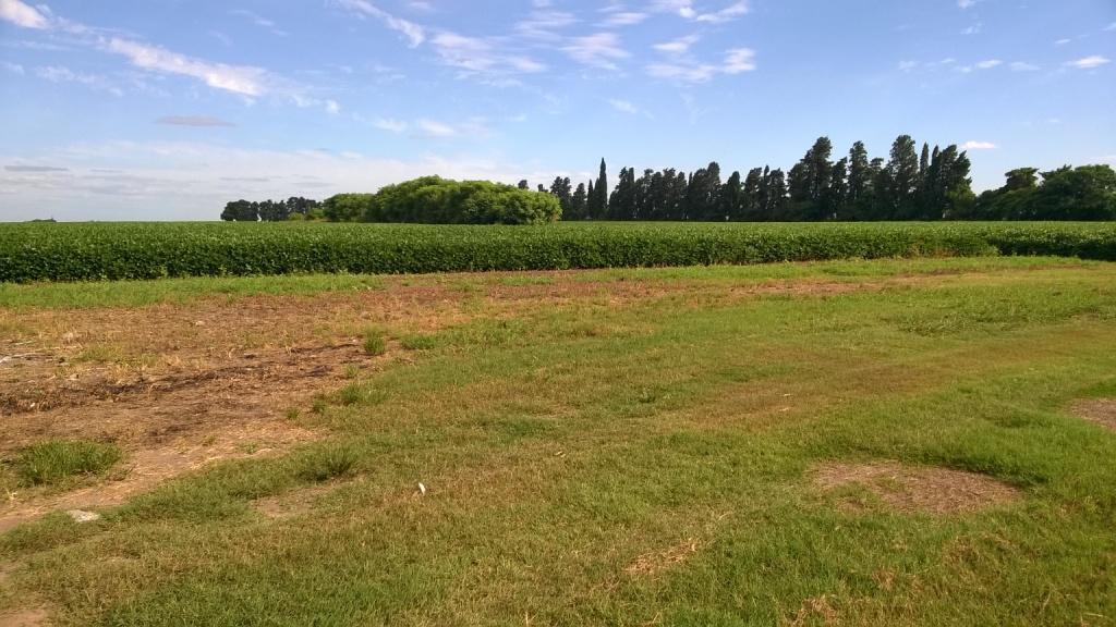 Campo 170 Has, Suelo 1, Fighiera, a 30 Km de Rosario. Zona Núcleo. Venta. 5