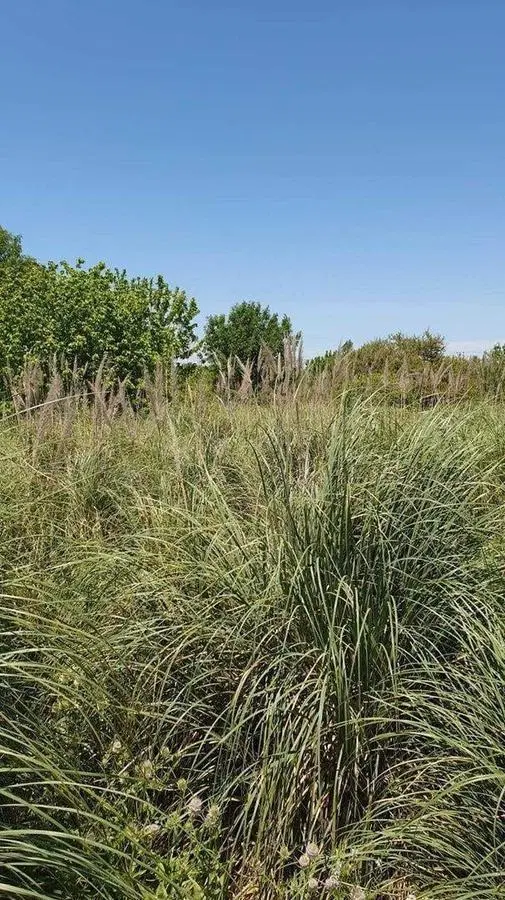 Terreno en Venta en Nordelta frente a Casuarinas, Benavidez, Tigre, G.B.A. Zona Norte 2