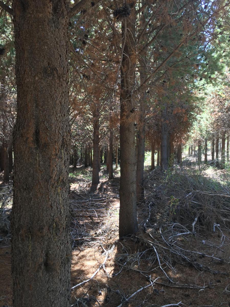 Campo en Río Limay 3