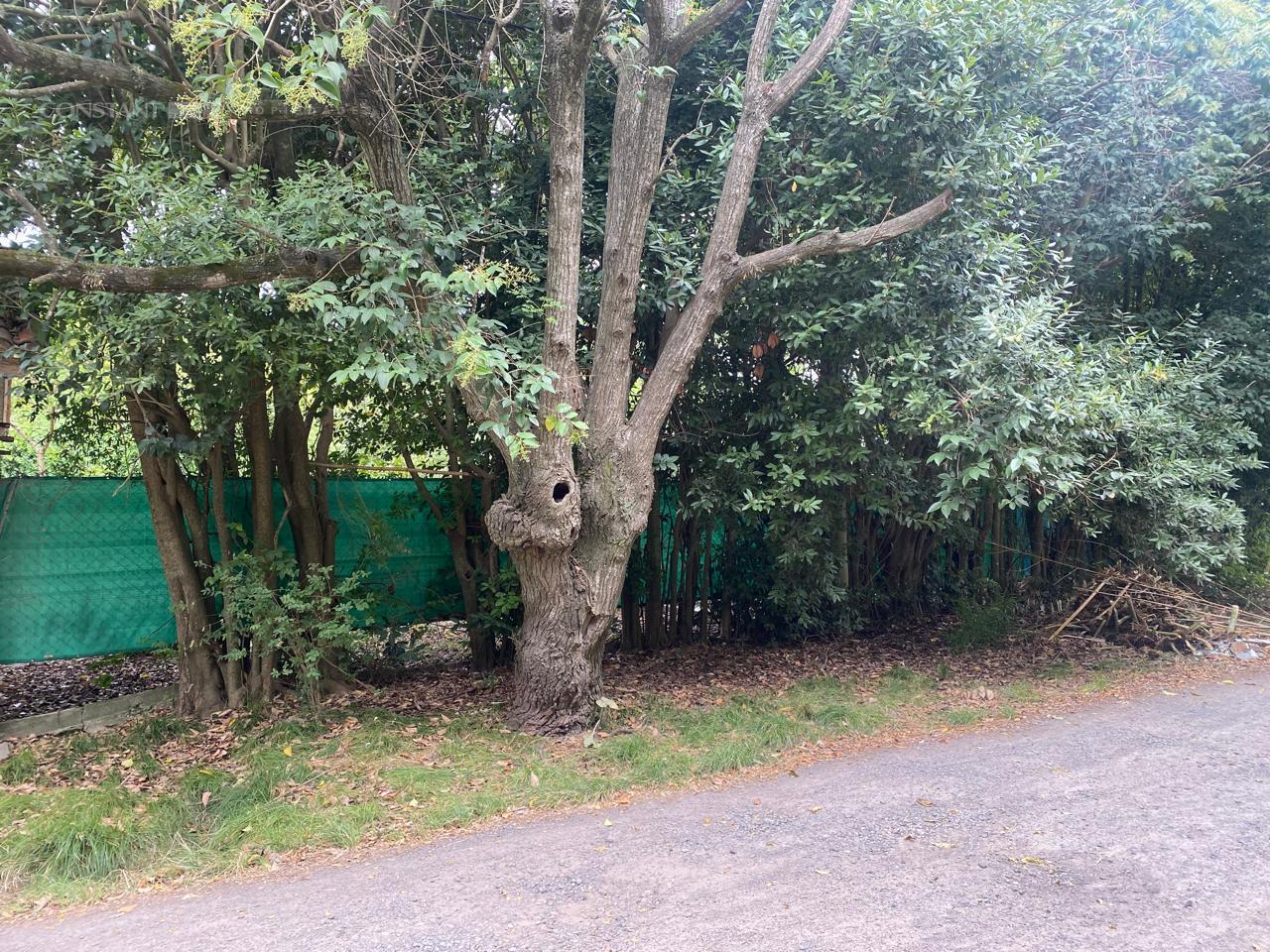 Foto de Terreno en Villa Elisa, imagen 5