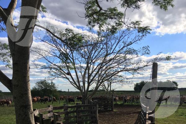 Corrientes I Campo 4168 Ha 2