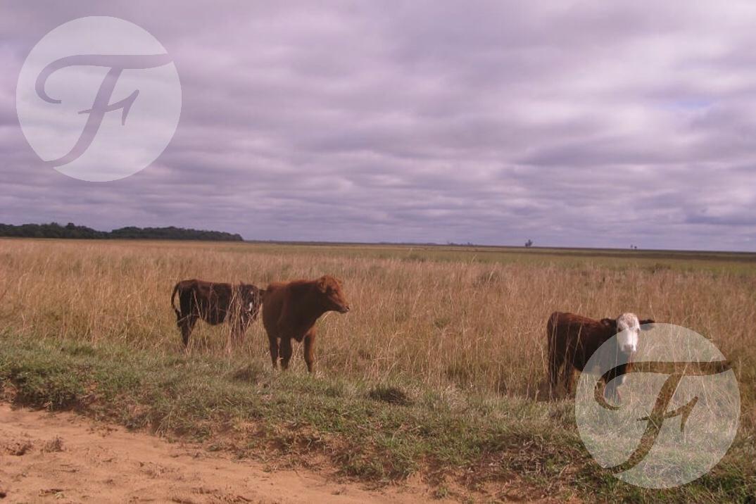 Campo Mixto en Venta - 2.270 Ha en Corrientes con Gran Potencial Productivo 2
