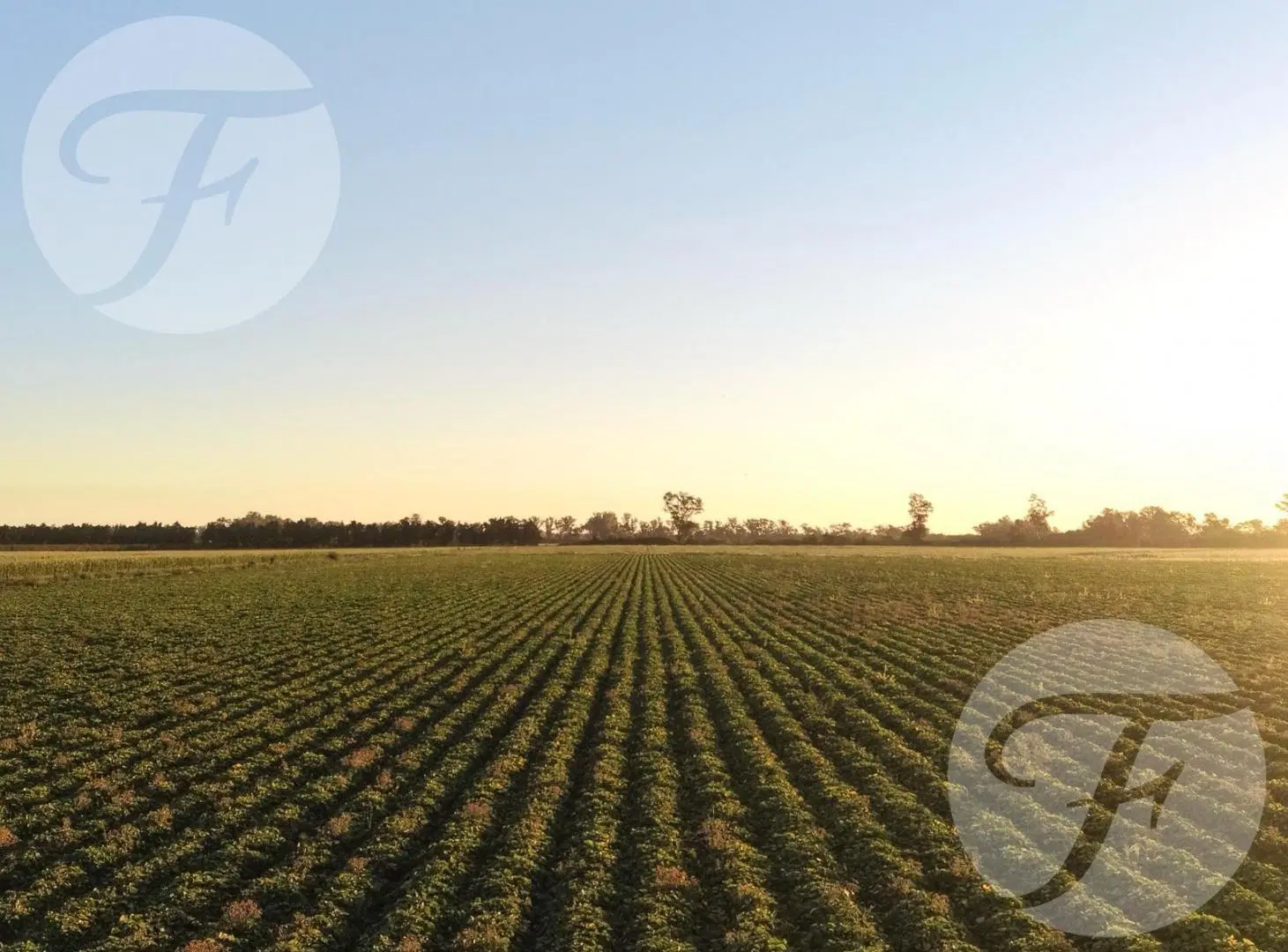 Vendo Campo en San Pedro sobre ruta 1001 - 55 hectáreas agrícolas - Oportunidad de Inversión 5
