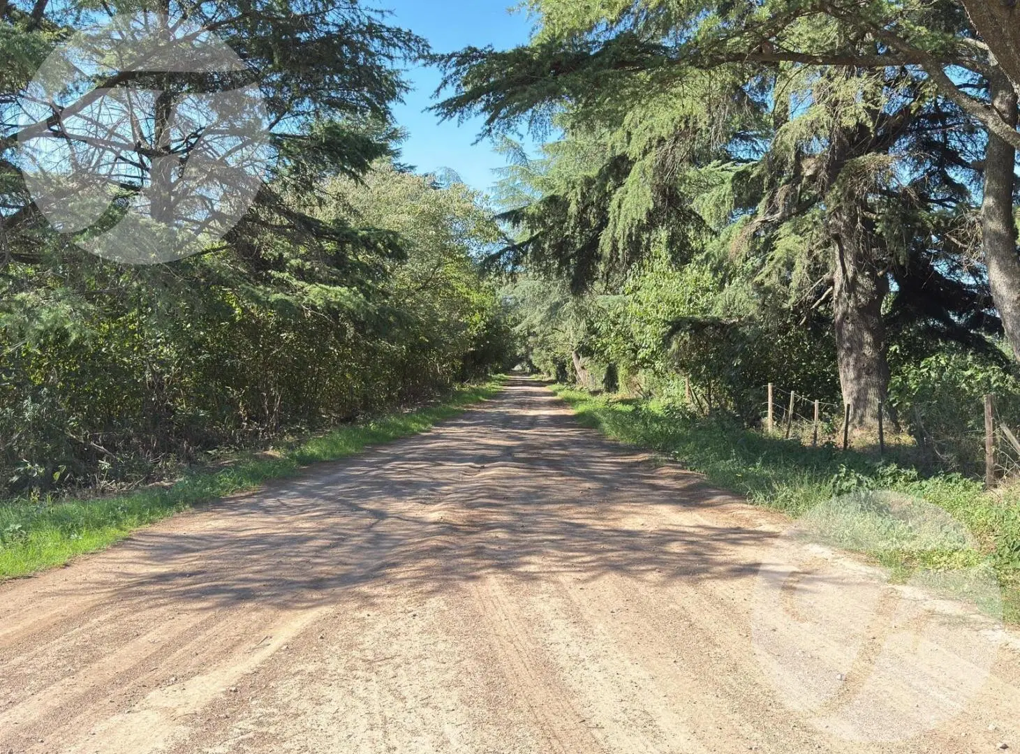 Venta de Campo de 5 hectáreas productivas - Gobernador Castro, San Pedro 3