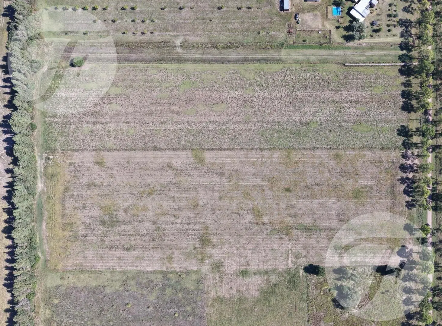 Venta de Campo de 5 hectáreas productivas - Gobernador Castro, San Pedro 5
