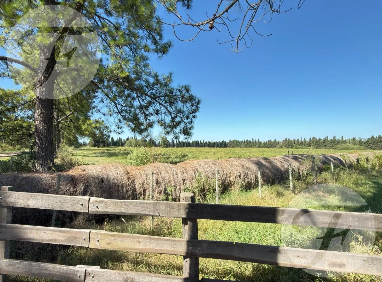 Venta de Campo de 5 hectáreas productivas - Gobernador Castro, San Pedro 2