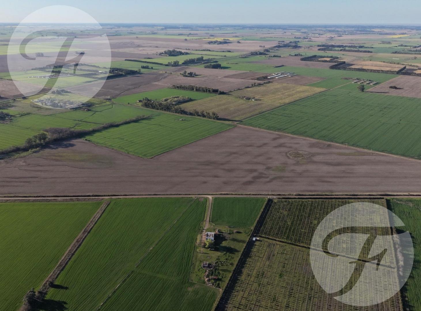 Foto de CAMPO AGRÍCOLA DE 43,43 HECTÁREAS EN VENTA – DOYLE, SAN PEDRO, imagen 5