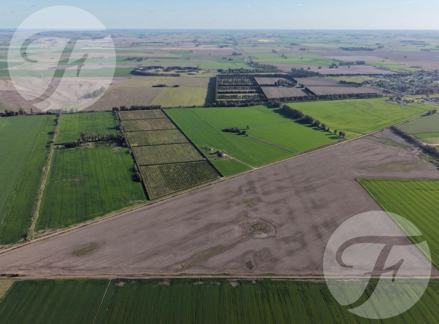 Foto de CAMPO AGRÍCOLA DE 43,43 HECTÁREAS EN VENTA – DOYLE, SAN PEDRO, imagen 3