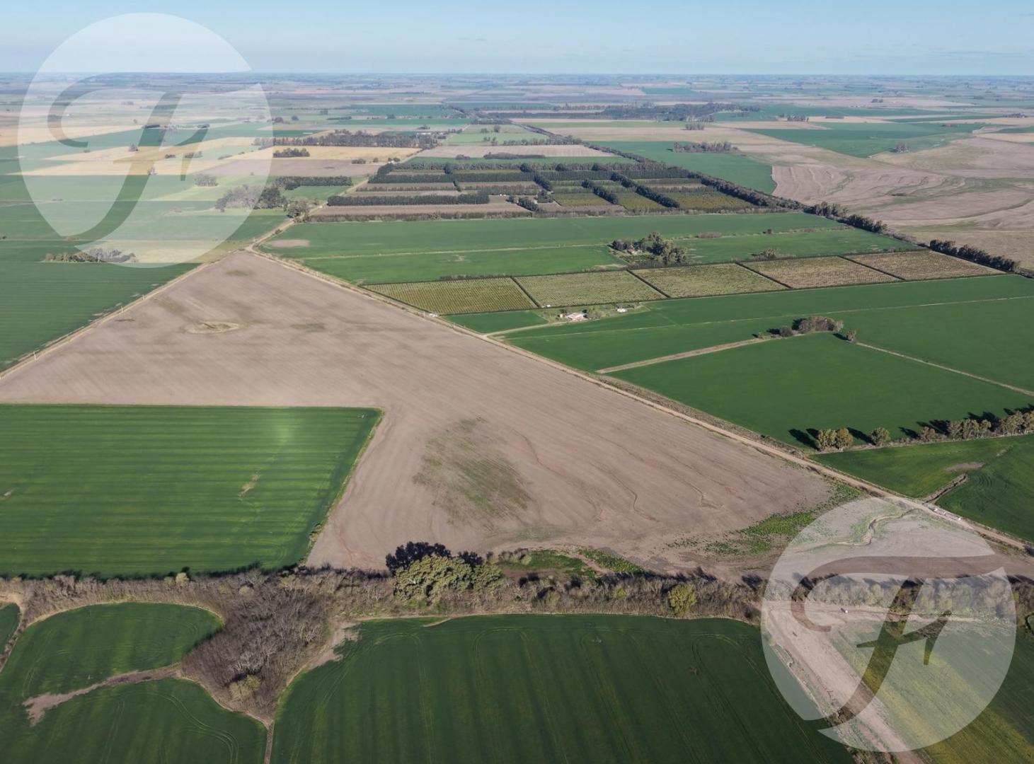 Foto de CAMPO AGRÍCOLA DE 43,43 HECTÁREAS EN VENTA – DOYLE, SAN PEDRO, imagen 1